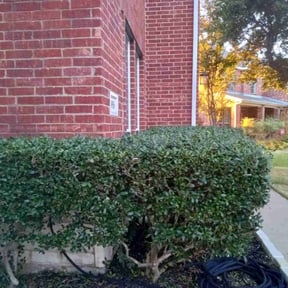 Bush Trimming by Luke's landscaping and hardscaping LLC reviewed on August 18, 2025