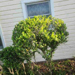 Bush Trimming by Shane Ray reviewed on August 15, 2025