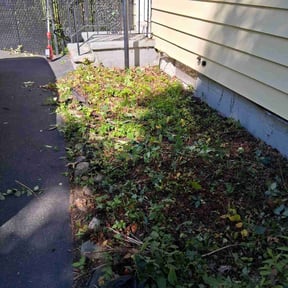 Bush Trimming by Lewis Services, LLC reviewed on November 5, 2025