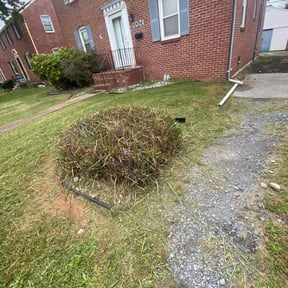 Bush Trimming by Vaske Lawn Care reviewed on February 11, 2026