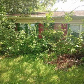 Bush Trimming by David Peters reviewed on October 14, 2024