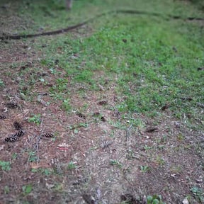 Flower Bed Weeding by Tyler's lawn care reviewed on August 19, 2026