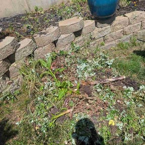 Flower Bed Weeding by Taylors landscape co reviewed on May 21, 2026
