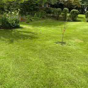 yard care by Triangle lawn care solutions reviewed on August 17, 2025