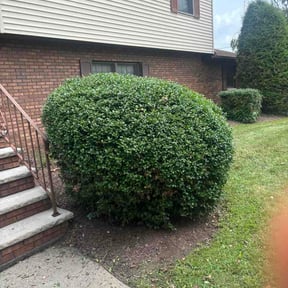 Bush Trimming by Part Time Hubby reviewed on August 16, 2026