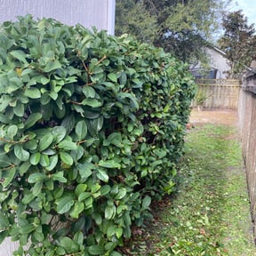 Bush Trimming by A-1 Affordable Lawn Care reviewed on August 21, 2025
