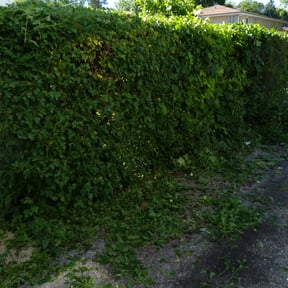 Bush Trimming by Lindsay’s lawncare reviewed on August 18, 2025
