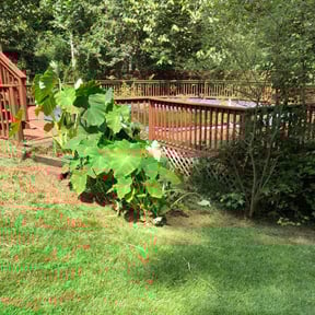 Bush Trimming by BOB'S reviewed on August 15, 2025