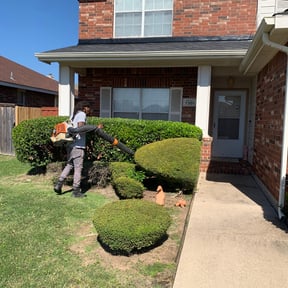 Bush Trimming by Pristine touch/landscaping reviewed on August 15, 2025