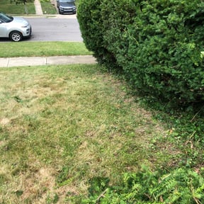 Bush Trimming by Sonia&#039;s Lawncare reviewed on November 10, 2021