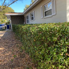 Bush Trimming by Felo pride lawn service reviewed on August 15, 2025