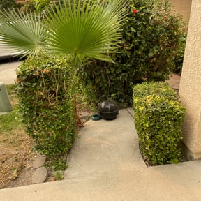 Bush Trimming by Evergreen Outdoor and Construction reviewed on August 15, 2025