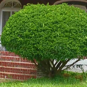 Bush Trimming by Emerson mowing reviewed on November 20, 2025