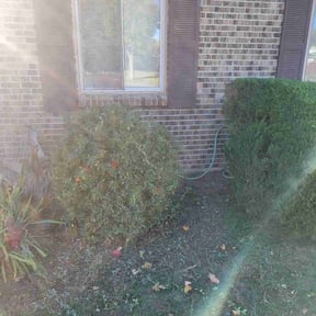 Bush Trimming by M & F Landscaping Services LLC reviewed on August 16, 2025