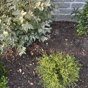 Flower Bed Weeding by Munozpropertysolutionsllc reviewed on August 26, 2026