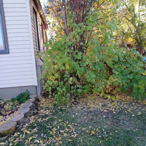 Bush Trimming by Olsen Landscape Services Inc reviewed on August 19, 2025
