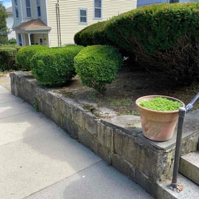 landscaping by Guzman and Son Cleaning Service LLC reviewed on August 15, 2025
