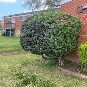 Bush Trimming by J&J Lawnz reviewed on August 20, 2025