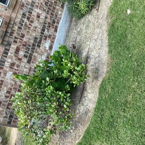 Flower Bed Weeding by You need a cut reviewed on August 17, 2025