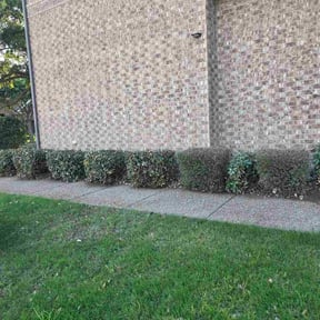 Bush Trimming by Agriserve Landscape Management reviewed on June 9, 2026