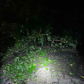Bush Trimming by The Shaquille Davis Group llc. reviewed on May 26, 2026