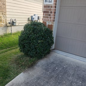 Bush Trimming by Dk reviewed on August 17, 2025