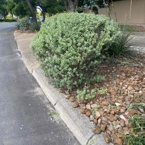 Bush Trimming by Weekend Warrior Landscaping reviewed on August 19, 2025