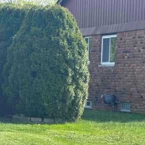 Bush Trimming by Dg landscapes reviewed on May 19, 2026