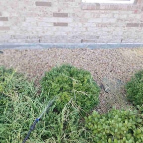 Bush Trimming by Skelly Lawn Service reviewed on August 18, 2025