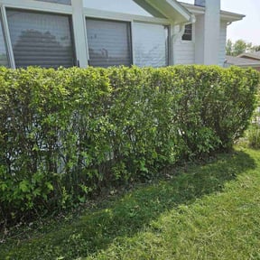 Bush Trimming by GI Services LLC reviewed on August 15, 2025