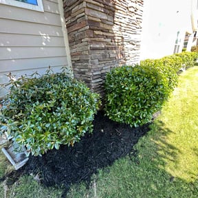 Mulching by C&T's Cleaning Solution LLC reviewed on August 15, 2025