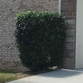 Bush Trimming by Just us landscaping LLC reviewed on August 17, 2025