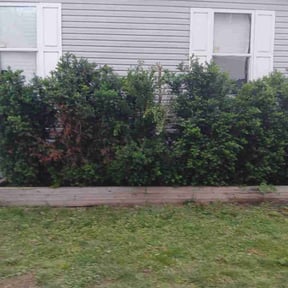 Bush Trimming by Felicianos Lawn Maintenance LLC reviewed on May 30, 2026