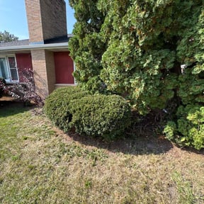 Bush Trimming by Archi&#039;s Lawn Care reviewed on October 22, 2025