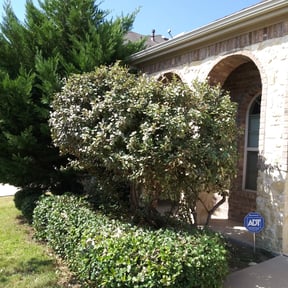 Bush Trimming by Jjuan Henderson reviewed on November 20, 2025