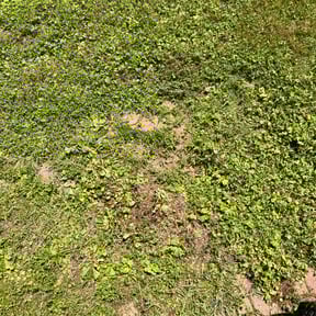 Leaf Removal by Brewer’s Lawn care reviewed on August 19, 2025