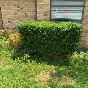 Bush Trimming by 413 landscaping reviewed on January 27, 2026