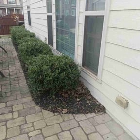 Bush Trimming by Azamar landscaping & construction reviewed on August 18, 2025