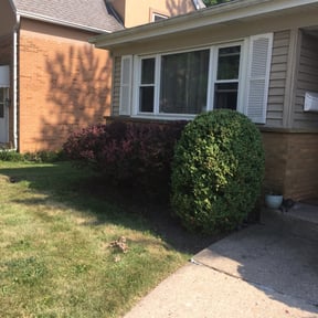 Bush Trimming by Smack Down lawns and tractor services reviewed on August 15, 2025