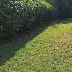 Bush Trimming by Rpr johnson landscaping reviewed on October 22, 2025