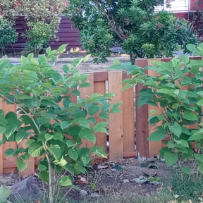 Bush Trimming by Pristine reviewed on August 19, 2025