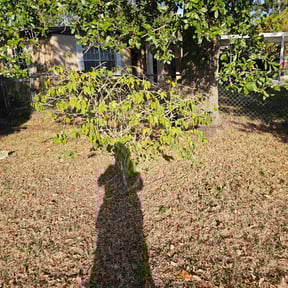 Bush Trimming by General Home Maintenance LLC. reviewed on November 18, 2025