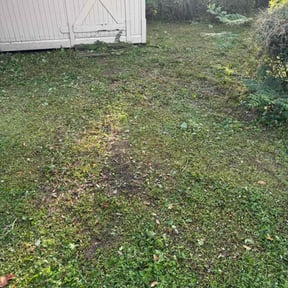 Leaf Removal by Simple Cutz reviewed on October 24, 2025