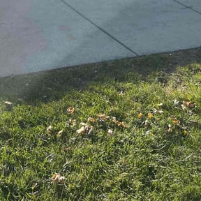 Bush Trimming by Henryjimenezllc reviewed on April 8, 2026