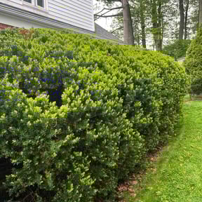 Bush Trimming by The Williams reviewed on August 17, 2025