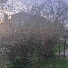 Bush Trimming by USA Lawncare reviewed on April 14, 2026