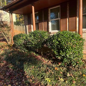 Bush Trimming by Estradasphere, LLC reviewed on November 24, 2025