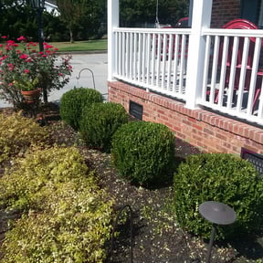 Bush Trimming by Álvarez Landscaping & Remodeling LLC reviewed on August 21, 2025