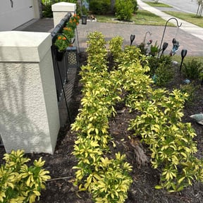 Flower Bed Weeding by Green&#039;s   lawn care reviewed on October 22, 2025