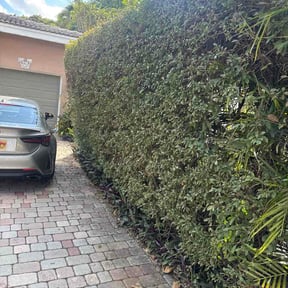 Bush Trimming by Top coat painting &amp; home solutions llc reviewed on February 18, 2026